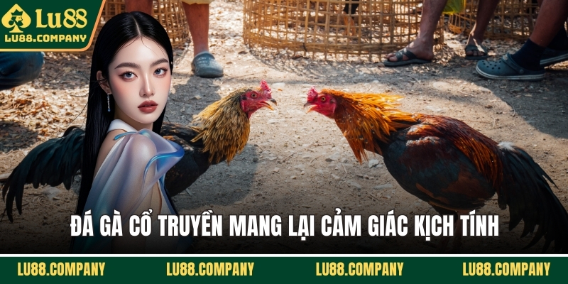 Đá gà cổ truyền mang lại cảm giác kịch tính